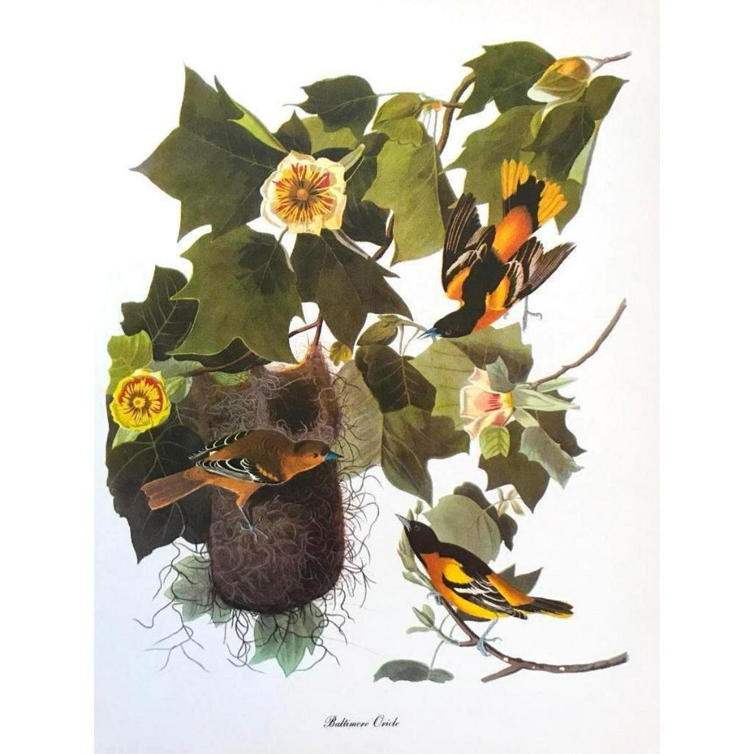 c1950 Audubon Print, Baltimore Oriole: Vintage c1950 print, from the collection, "Audubon - Fifty Selections with commentaries by Roger Tory Peterson". Baltimore Oriole. 9" X 12". Comes with mat board.