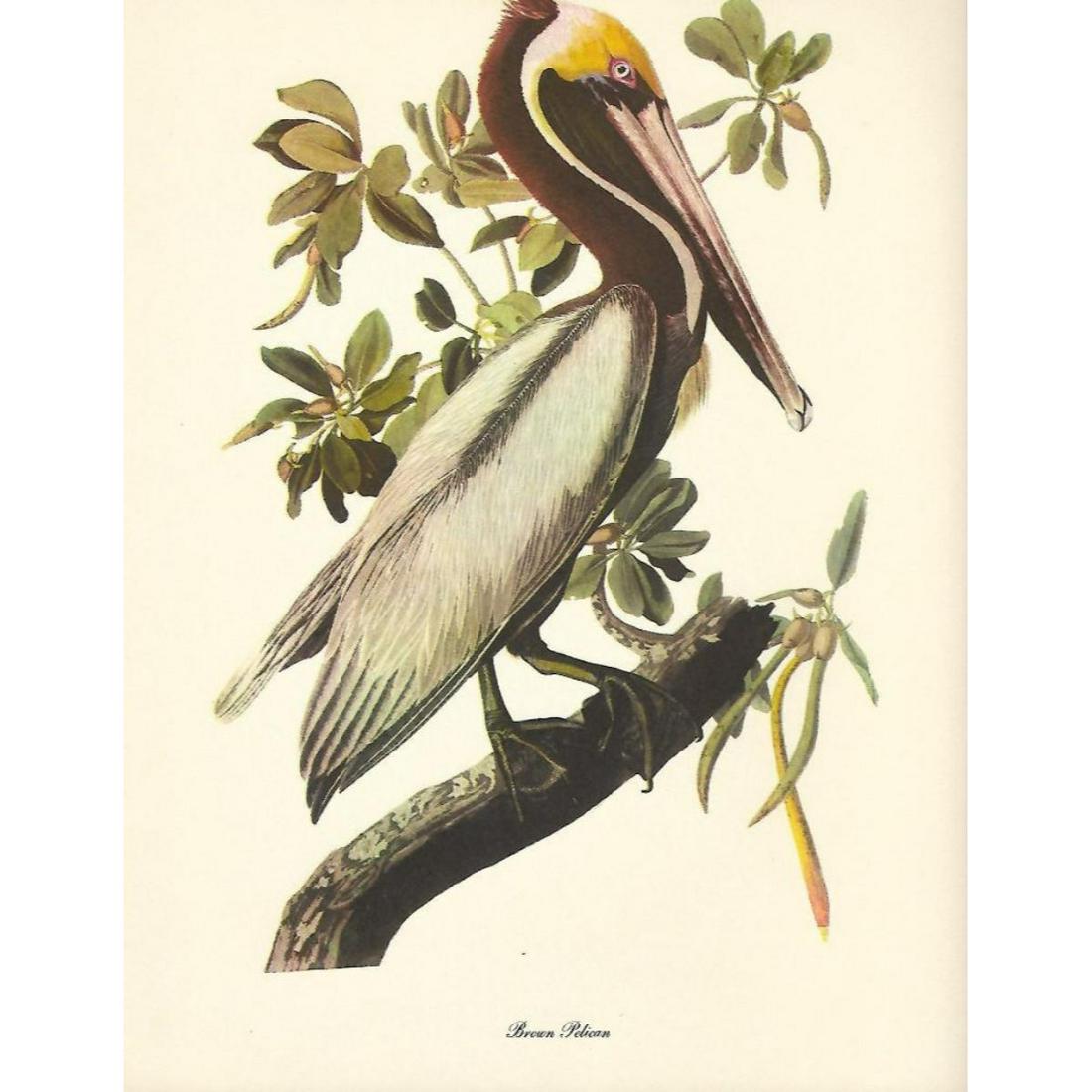 c1950 Audubon Print, Brown Pelican: c1950 Audubon print, Brown Pelican - vintage print, from the collection, " Audubon - Fifty Selections With Commentaries by Roger Tory Peterson". 9" X 12" print size. Comes with 11" X 14" mat board.