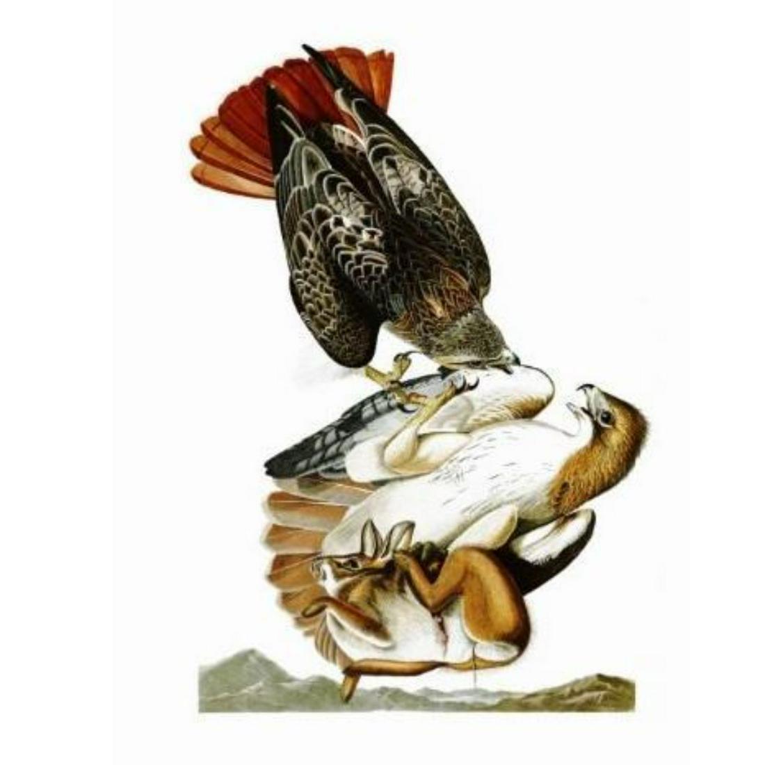 c1946 Audubon Print, #51 Red-tailed Hawk: John James Audubon, book plate print, # 51, taken from a 1946 edition of "The Birds Of America". 8 1/2" X 11 1/2". Comes with 11" X 14" mat. 