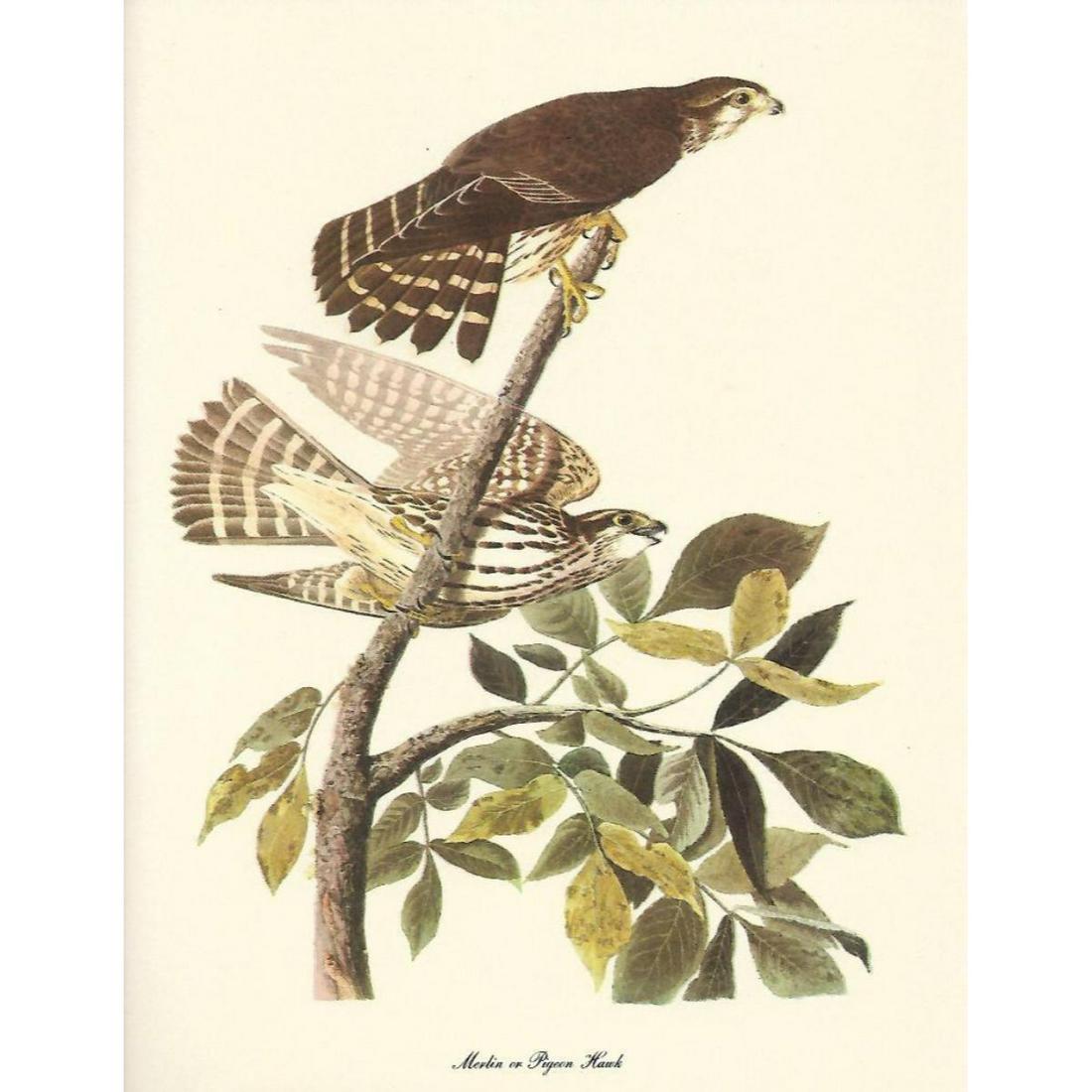 c1950 Audubon Print, Merlin or Pigeon Hawk: c1950 Audubon print, Merlin or Pigeon Hawk- vintage print, from the collection, " Audubon - Fifty Selections With Commentaries by Roger Tory Peterson". 9" X 12" print size. Comes with 11" X 14" mat bo