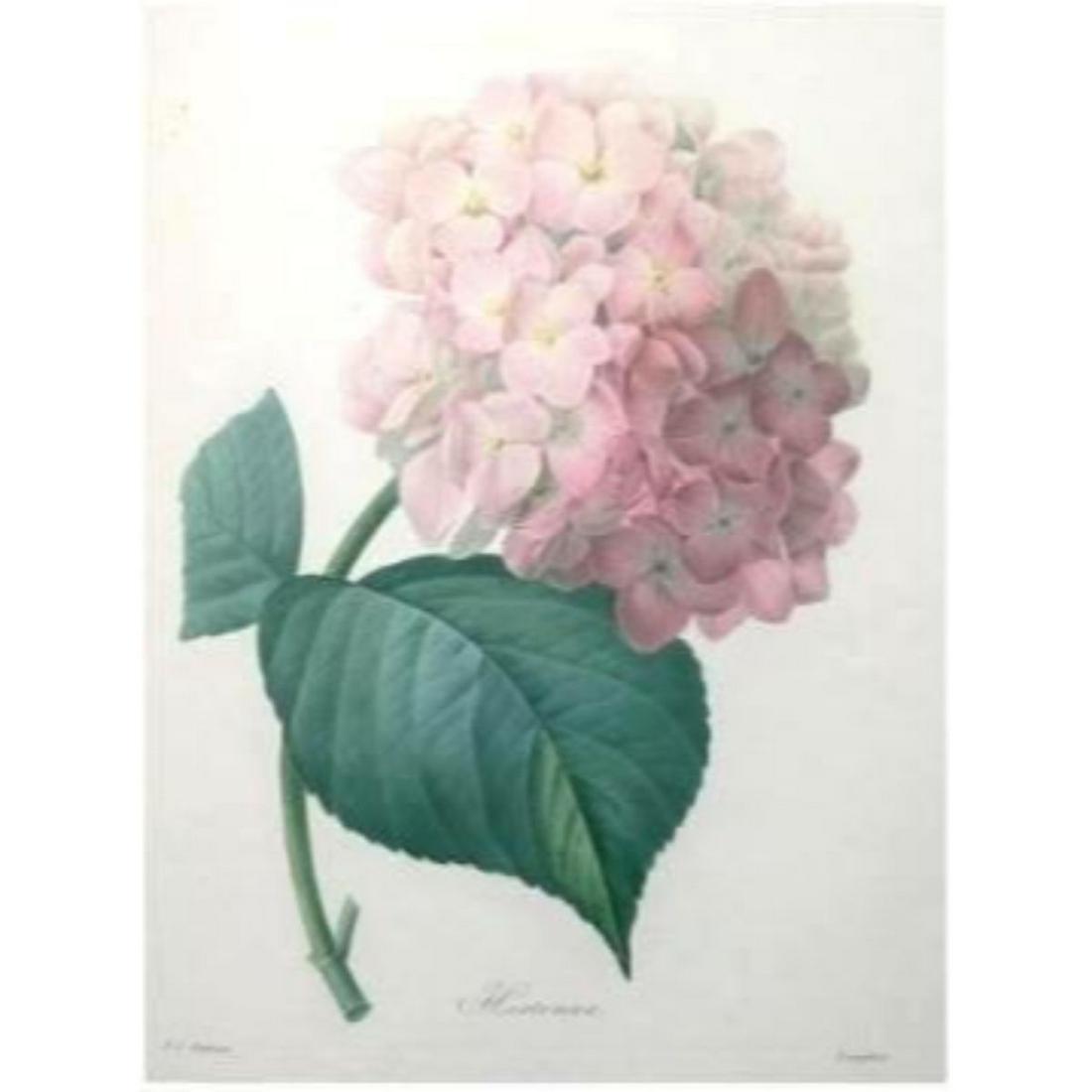 After Pierre-Jospeh RedoutÃ©, Floral Print, #56: Modern print, after Pierre-Joseph RedoutÃ© ( French 1759-1840 ) Original RedoutÃ© stipple engravings with hand-coloring bring thousands of dollars per print. This modern re-print was created in th