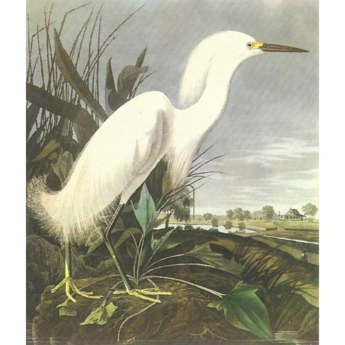 c1950 Audubon Print, Snowy Egret: c1950 Audubon print, Snowy Egret - vintage print, from the collection, " Audubon - Fifty Selections With Commentaries by Roger Tory Peterson". 9" X 12" print size. Comes with 11" X 14" mat board.