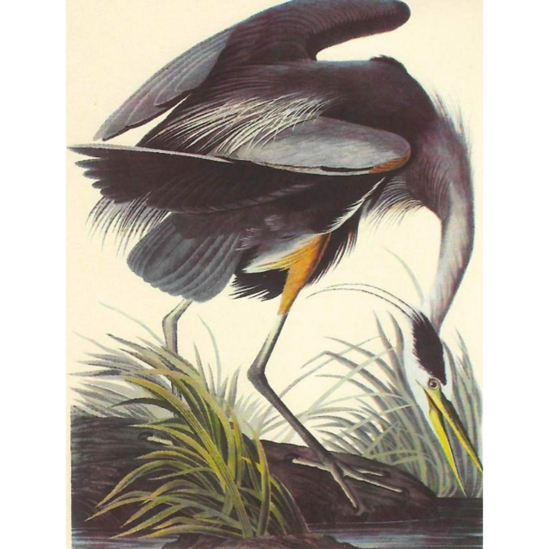 c1950 Audubon Print, Great Blue Heron: c1950 Audubon print, Great Blue Heron - vintage print, from the collection, " Audubon - Fifty Selections With Commentaries by Roger Tory Peterson". 9" X 12" print size. Comes with 11" X 14" mat board.