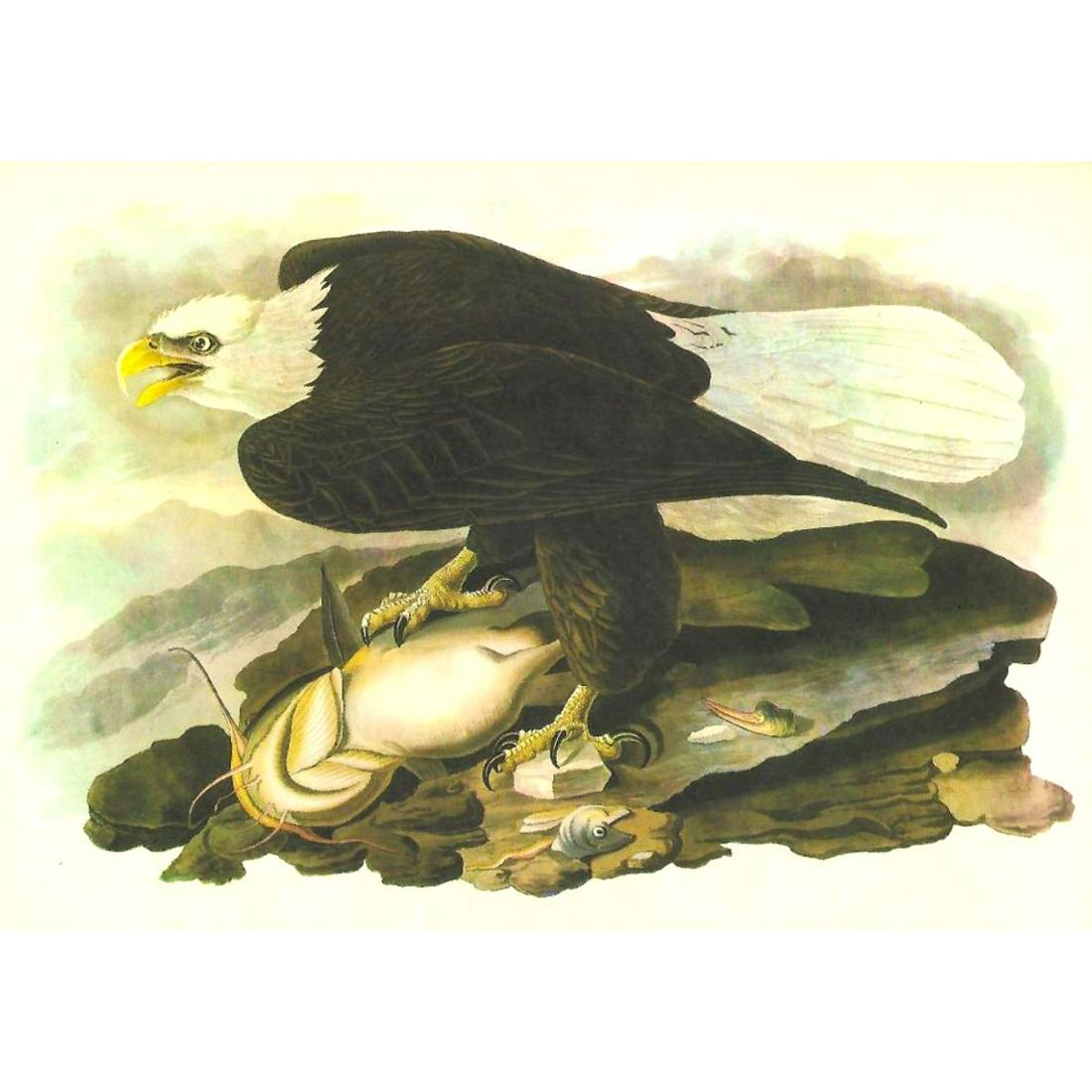 c.1946 Audubon Print, #31 Bald Eagle: John James Audubon print, from a 1946 edition of "The Birds Of America". Bald Eagle # 31. 8 1/2" X 11". Comes with 11" X 14" mat.