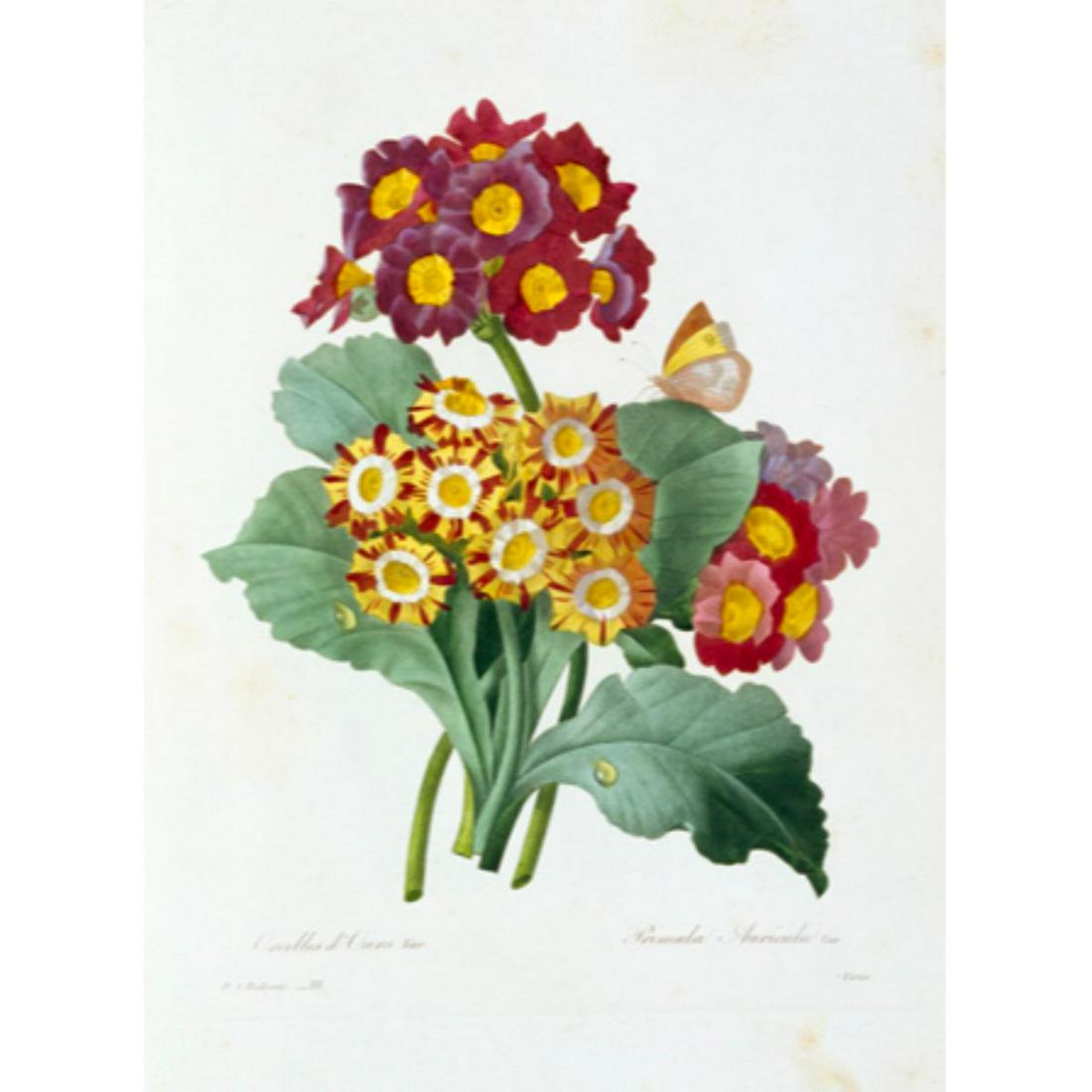 After Pierre-Jospeh RedoutÃ©, Floral Print, #111: Modern print, after Pierre-Joseph RedoutÃ© ( French 1759-1840 ) Original RedoutÃ© stipple engravings with hand-coloring bring thousands of dollars per print. This modern re-print was created in th