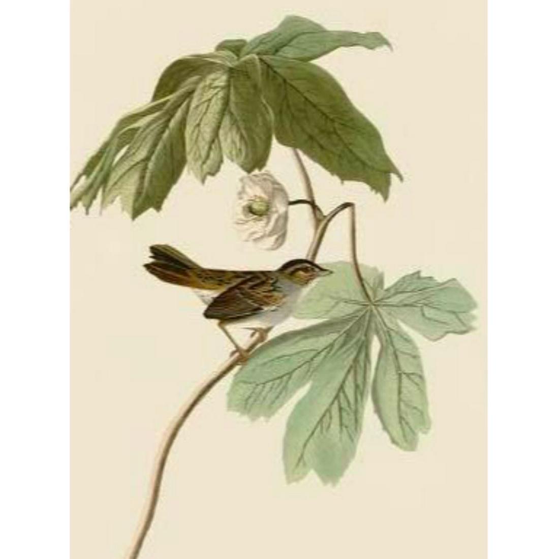 c1946 Audubon Print, #64 Swamp Sparrow: John James Audubon, book plate print, # 64 Swamp Sparrow, taken from a 1946 edition of "The Birds Of America". 8 1/2" X 11 1/2". Comes with 11" X 14" mat.