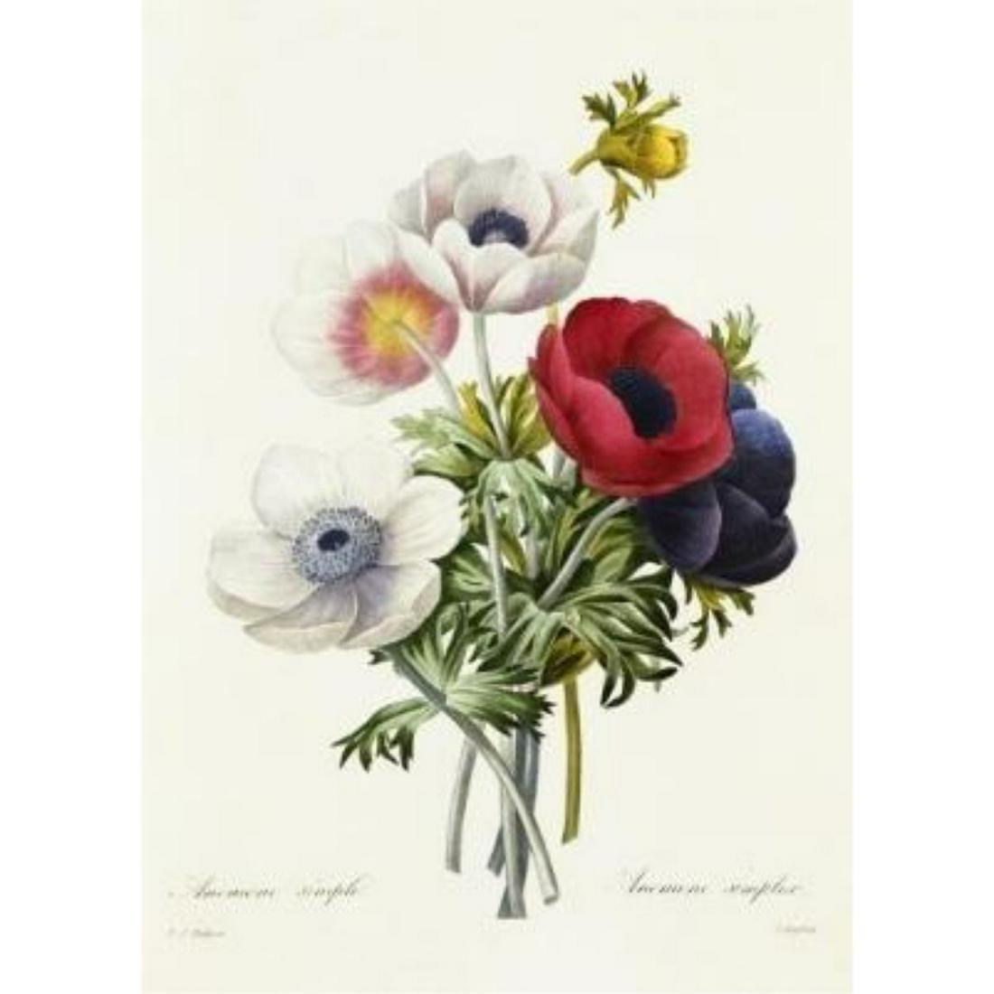 After Pierre-Jospeh Redoute, Floral Print, #7 Anemone: Modern print, after Pierre-Joseph Redoute ( French 1759-1840 ) Original Redoute stipple engravings with hand-coloring bring thousands of dollars per print. This modern re-print was created in the 1980