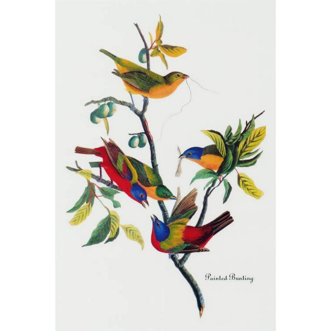 c1946 Audubon Print, #53 Painted Bunting: John James Audubon, book plate print, # 53 Painted Bunting, taken from a 1946 edition of "The Birds Of America". 8 1/2" X 11 1/2". Comes with 11" X 14" mat.