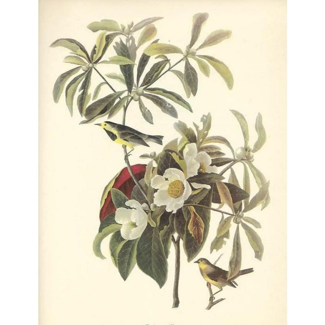 c1950 Audubon Print, Backman's Warbler: c1950 Audubon print, Backman's Warbler - vintage print, from the collection, " Audubon - Fifty Selections With Commentaries by Roger Tory Peterson". 9" X 12" print size. Comes with 11" X 14" mat board