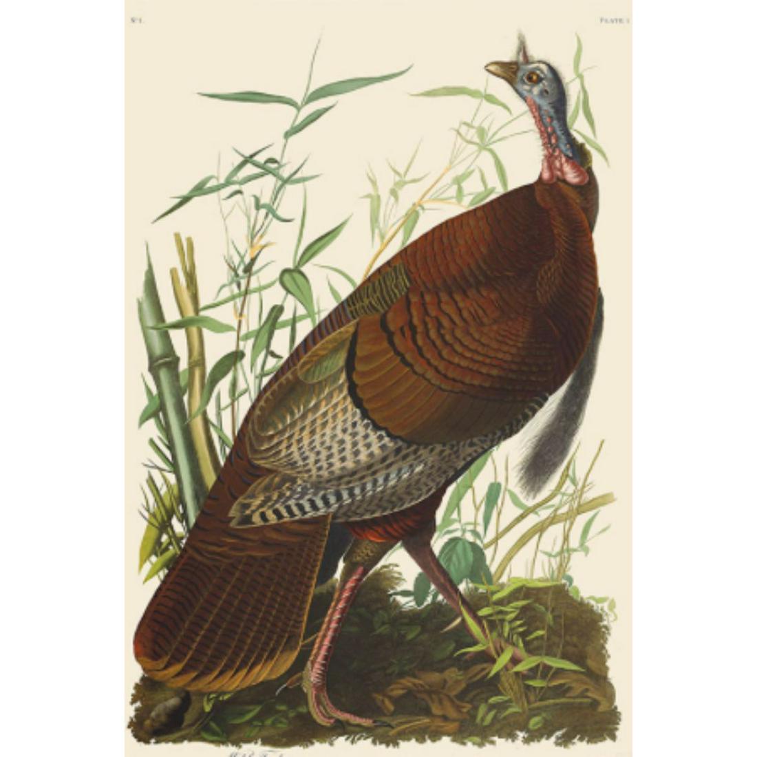 c1946 Audubon Print, #06 Wild Turkey: John James Audubon, book plate print, # 436 Wild Turkey, taken from a 1946 edition of "The Birds Of America". 8 1/2" X 11 1/2". Comes with 11" X 14" mat.