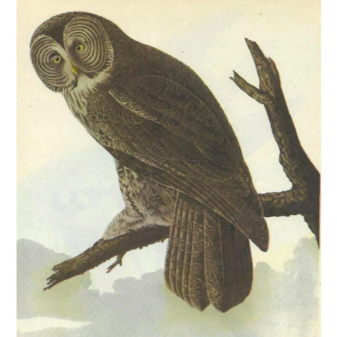 c1946 Audubon Print, #351 Great Gray Owl: John James Audubon, book plate print, # 351 Great Gray Owl, taken from a 1946 edition of "The Birds Of America". 8 1/2" X 11 1/2". Comes with 11" X 14" mat.