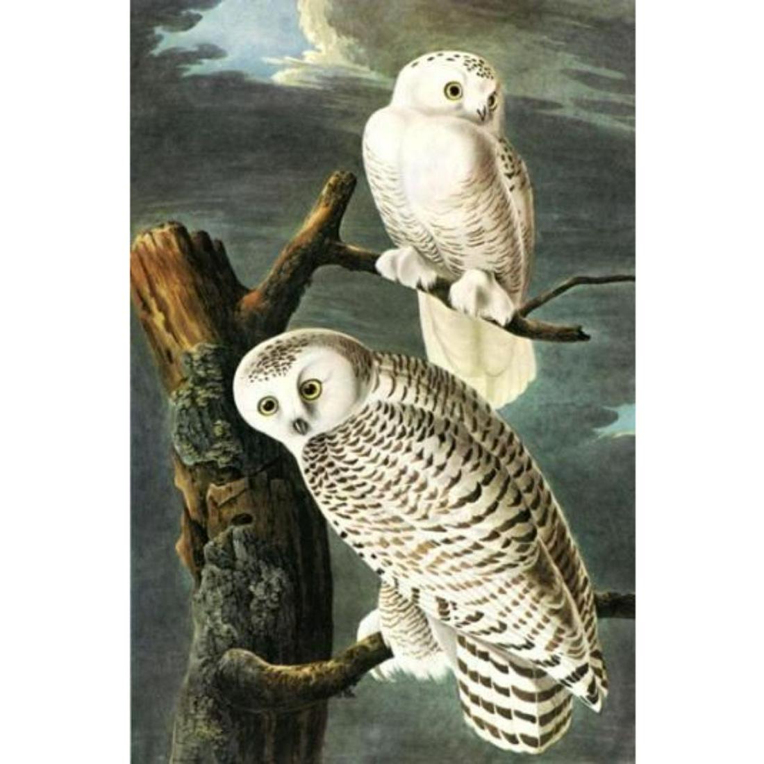 c1946 Audubon Print, #121 Snowy Owl: John James Audubon, book plate print, # 121 Snowy Owl, taken from a 1946 edition of "The Birds Of America". 8 1/2" X 11 1/2". Comes with 11" X 14" mat.