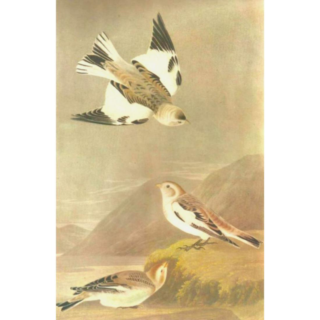 c1946 Audubon Print, #189 Snow Bunting: John James Audubon, book plate print, # 189 Snow Bunting, taken from a 1946 edition of "The Birds Of America". 8 1/2" X 11 1/2". Comes with 11" X 14" mat.