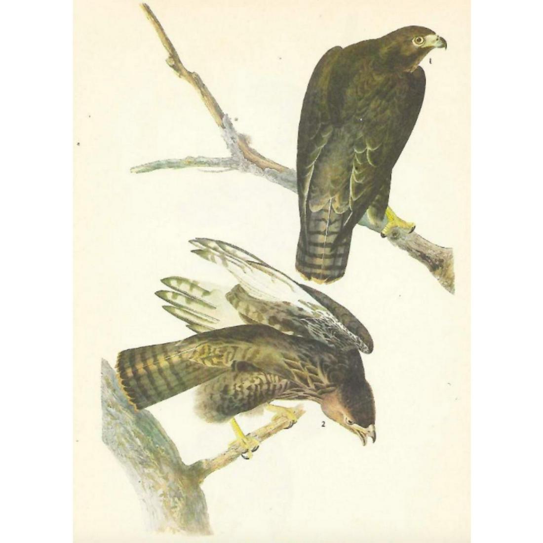 c1946 Audubon Print, #86 Harlan's Hawk: John James Audubon, book plate print, #86 Harlan's Hawk, taken from a 1946 edition of "The Birds Of America". 8 1/2" X 11 1/2". Comes with 11" X 14" mat.