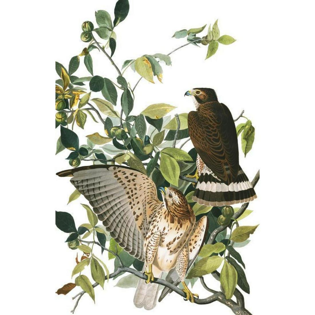 c1946 Audubon Print, #91 Broad-Winged Hawk: John James Audubon, book plate print, #91 Broad-Winged Hawk, taken from a 1946 edition of "The Birds Of America". 8 1/2" X 11 1/2". Comes with 11" X 14" mat for framing.
