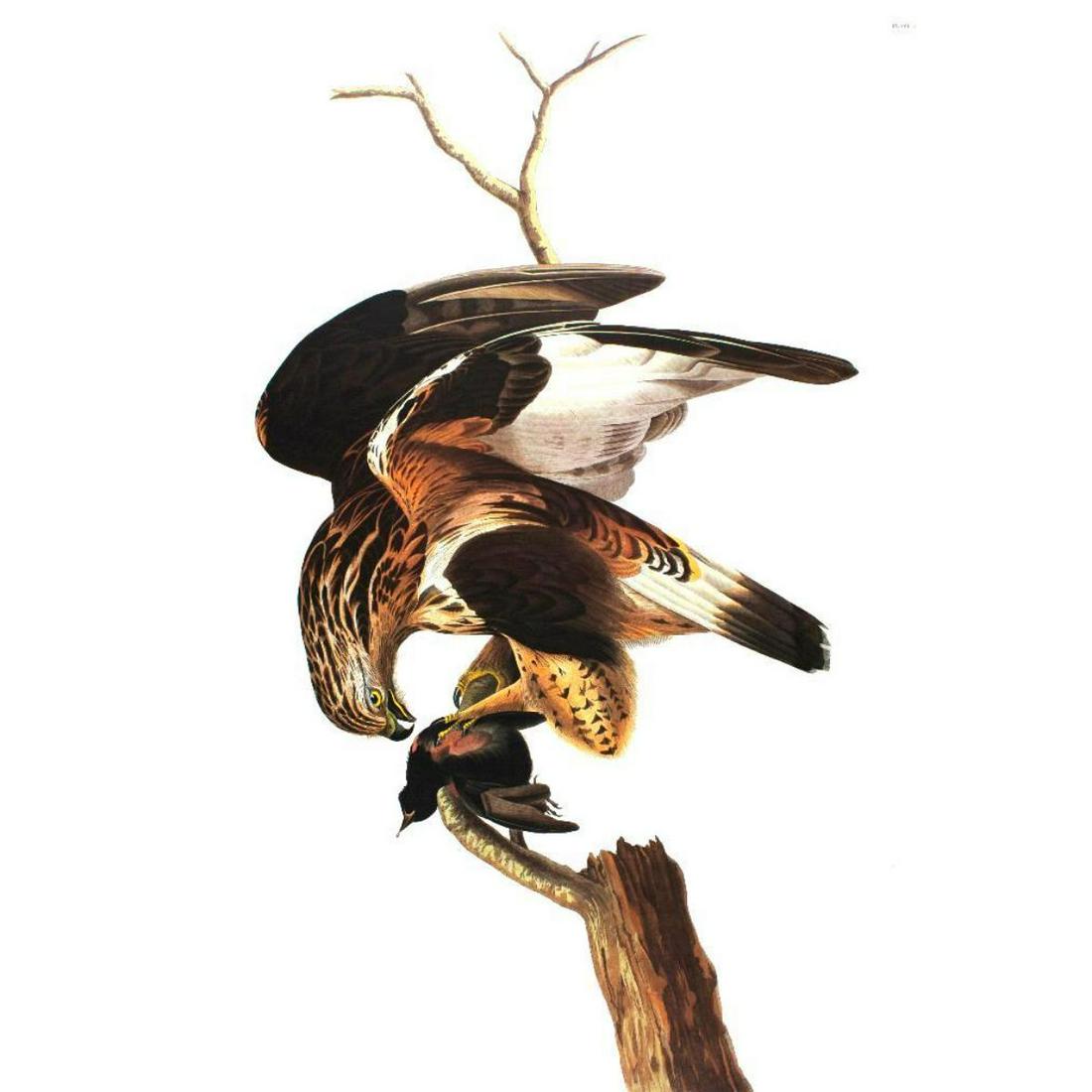 c1946 Audubon Print, #166 Rough-Legged Hawk: John James Audubon, book plate print, #166 Rough-Legged Hawk, taken from a 1946 edition of "The Birds Of America". 8 1/2" X 11 1/2". Comes with 11" X 14" mat.