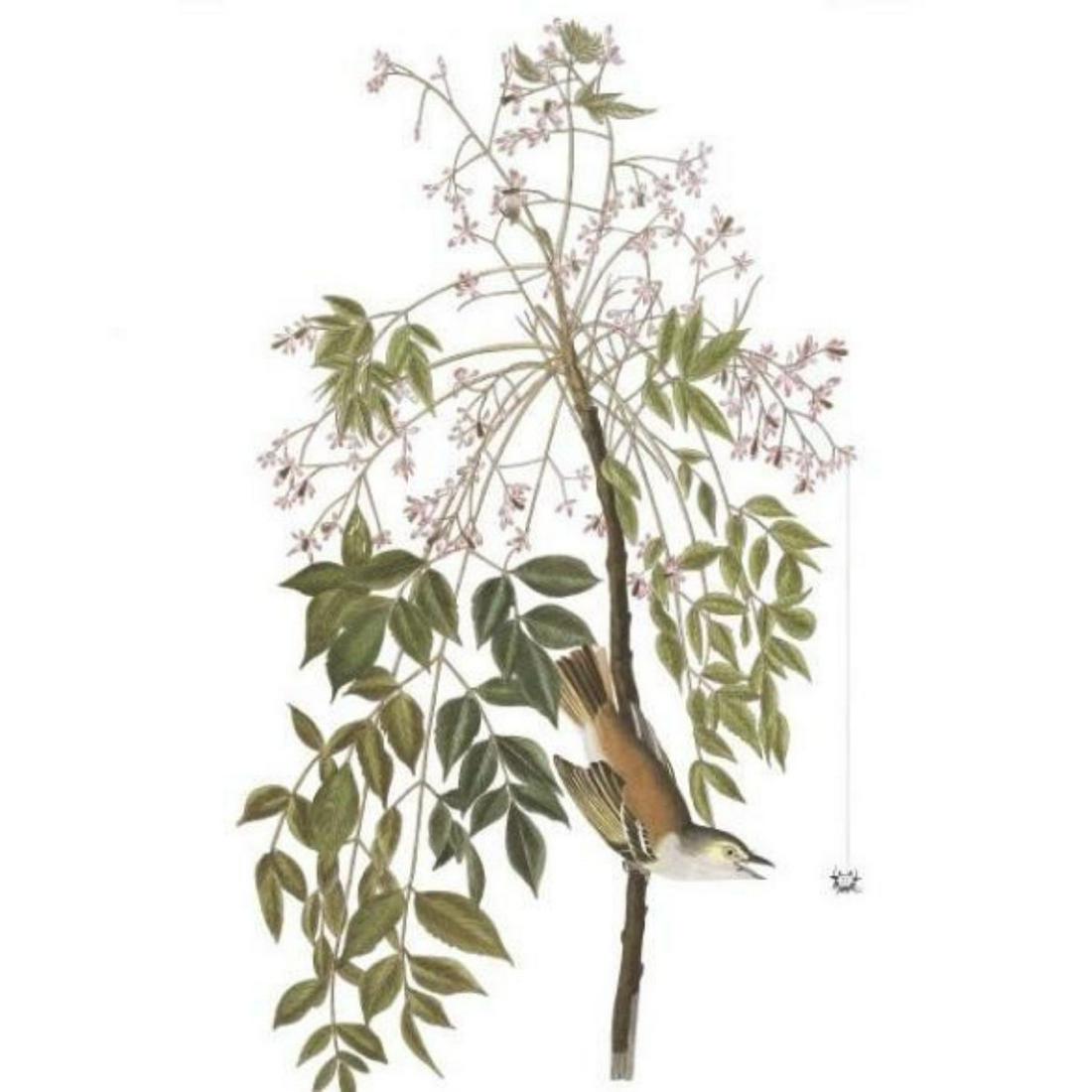 c1946 Audubon Print, #63 White-Eyed Vireo: John James Audubon, book plate print, #63 White-Eyed Vireo, taken from a 1946 edition of "The Birds Of America". 8 1/2" X 11 1/2". Comes with 11" X 14" mat for framing.