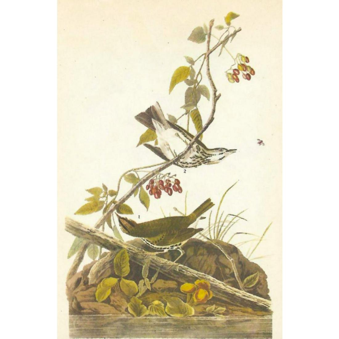 c1946 Audubon Print, #143 Oven-Bird: John James Audubon, book plate print, # 143 Oven-Bird, taken from a 1946 edition of "The Birds Of America". 8 1/2" X 11 1/2". Comes with 11" X 14" mat.