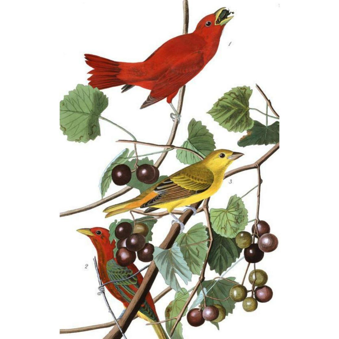 c1946 Audubon Print, #44 Summer Tanager: John James Audubon, book plate print, # 44 Summer Tanager, taken from a 1946 edition of "The Birds Of America". 8 1/2" X 11 1/2". Comes with 11" X 14" mat.