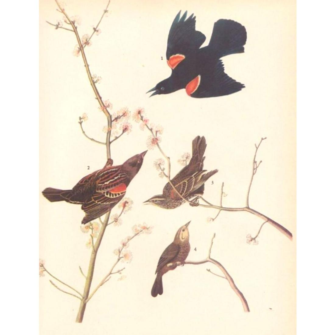 c1946 Audubon Print, #67 Red-Wing: John James Audubon, book plate print, # #67 Red-Wing, taken from a 1946 edition of "The Birds Of America". 8 1/2" X 11 1/2". Comes with 11" X 14" mat.