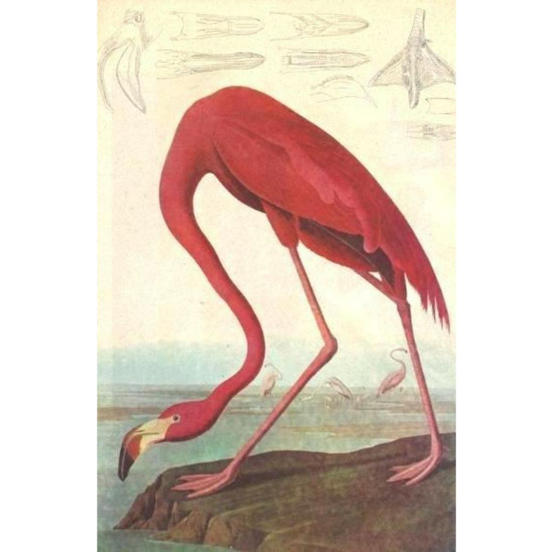 c1946 Audubon Print, #431 Pink Flamingo: John James Audubon, book plate print, # 431 Pink Flamingo, taken from a 1946 edition of "The Birds Of America." 8 1/2" X 11". Comes with 11" X 14" mat.