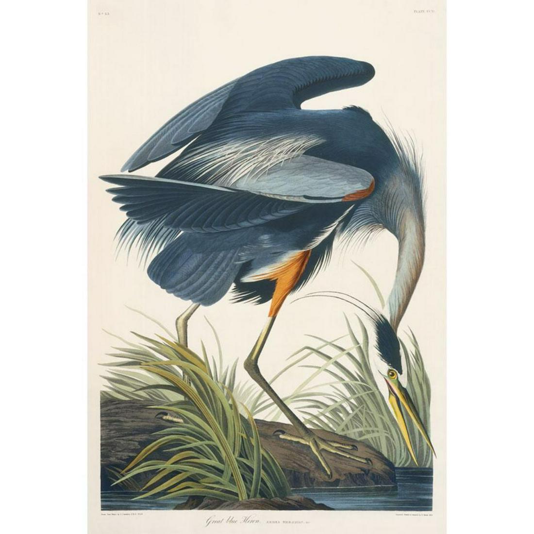 c1946 Audubon Print, #211 Great Blue Heron: John James Audubon, book plate print, # Great Blue Heron, #211 taken from a 1946 edition of "The Birds Of America". 8 1/2" X 11 1/2". Comes with 11" X 14" mat.