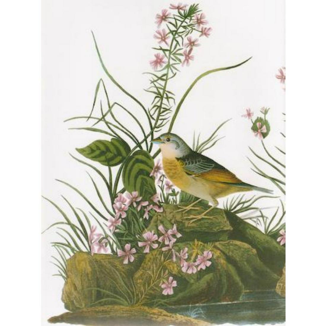 c1946 Audubon Print, #130 Grasshopper Sparrow: John James Audubon, book plate print, #130 Grasshopper Sparrow, taken from a 1946 edition of "The Birds Of America". 8 1/2" X 11 1/2". Comes with 11" X 14" mat for framing.