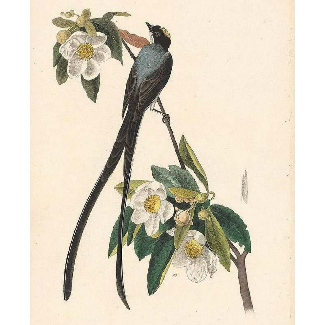 c1946 Audubon Print, #168 Fork-tailed Flycatcher: John James Audubon, book plate print, # 168 Fork-tailed Flycatcher, taken from a 1946 edition of "The Birds Of America". 8 1/2" X 11 1/2". Comes with 11" X 14" mat.