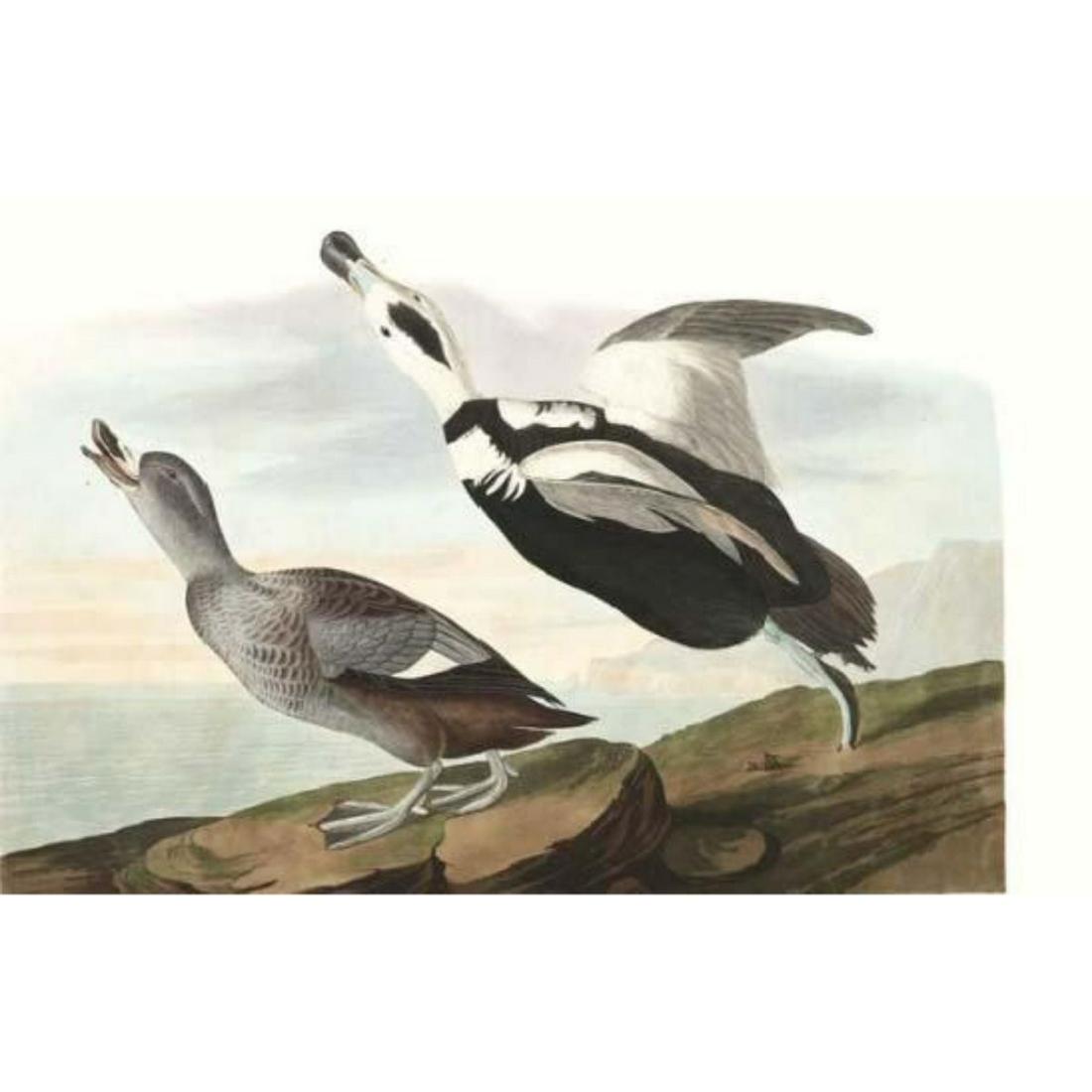 c1946 Audubon Print, #332 Labrador Duck: John James Audubon, book plate print, # 332 Labrador Duck, taken from a 1946 edition of "The Birds Of America". 8 1/2" X 11 1/2". Comes with 11" X 14" mat.