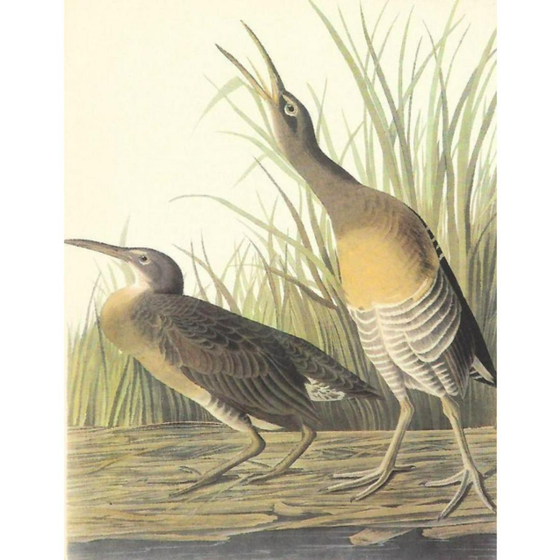 c1950 Audubon Print, Clapper Rail: c1950 Audubon print, Clapper Rail - vintage print, from the collection, " Audubon - Fifty Selections With Commentaries by Roger Tory Peterson". 9" X 12" print size. Comes with 11" X 14" mat board.