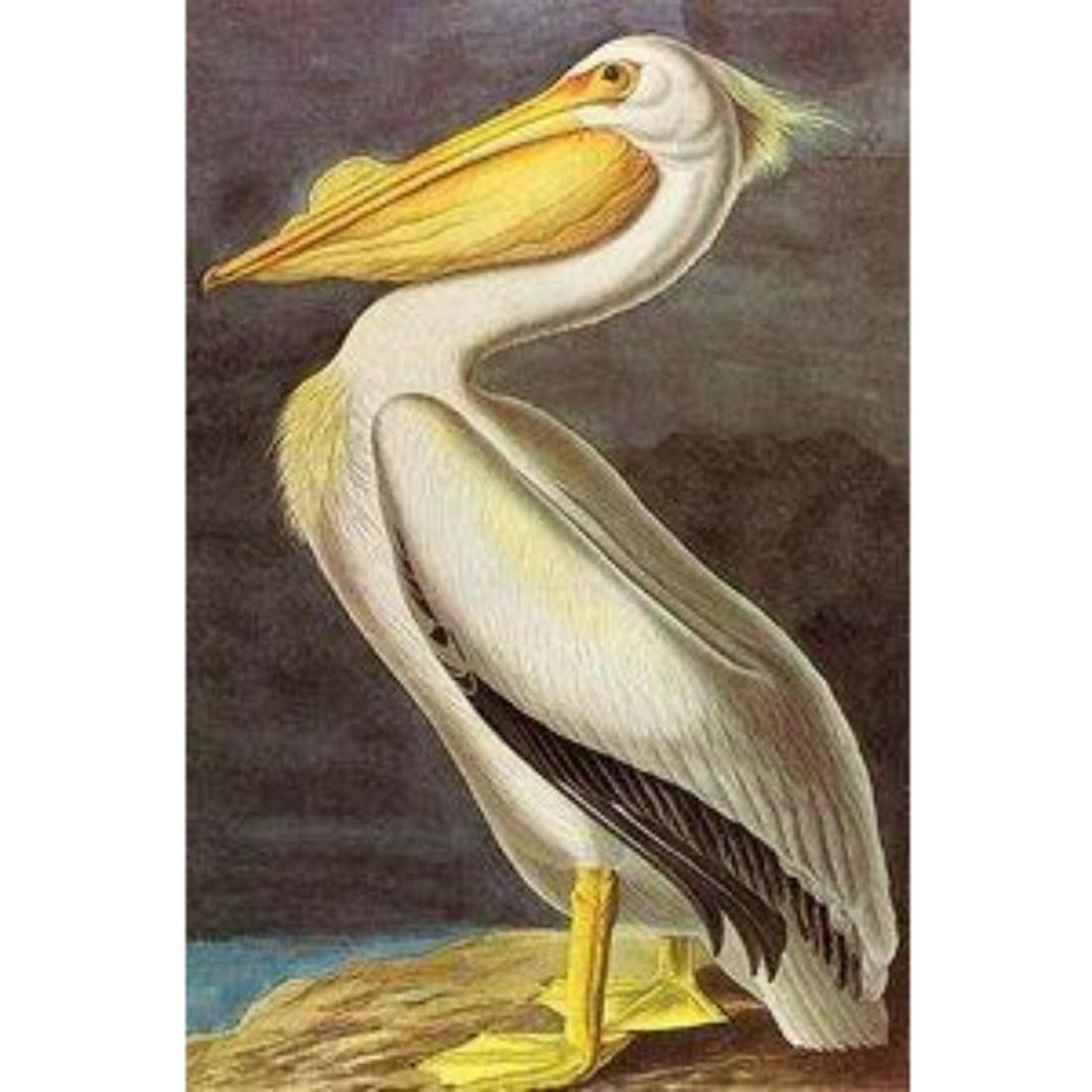 c1946 Audubon Print, #311 White Pelican: John James Audubon, book plate print, #311 White Pelican, taken from a 1946 edition of "The Birds Of America". 8 1/2" X 11 1/2". Comes with 11" X 14" mat.