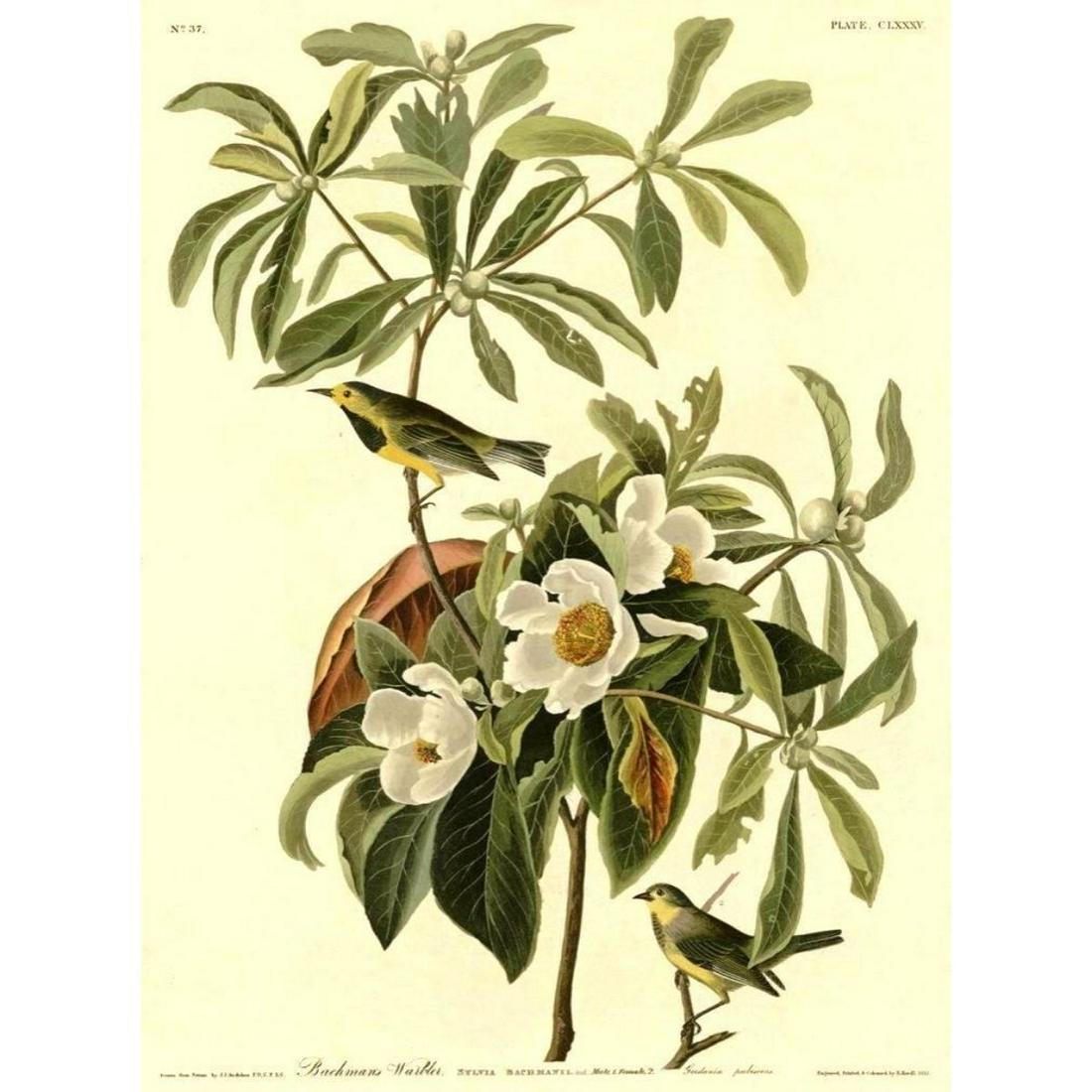 c.1946 Audubon Print, #185 Backman's Warbler: John James Audubon, book plate print, #185 Backman's Warbler, taken from a 1946 edition of "The Birds Of America". 8 1/2" X 11 1/2". Comes with 11" X 14" mat.