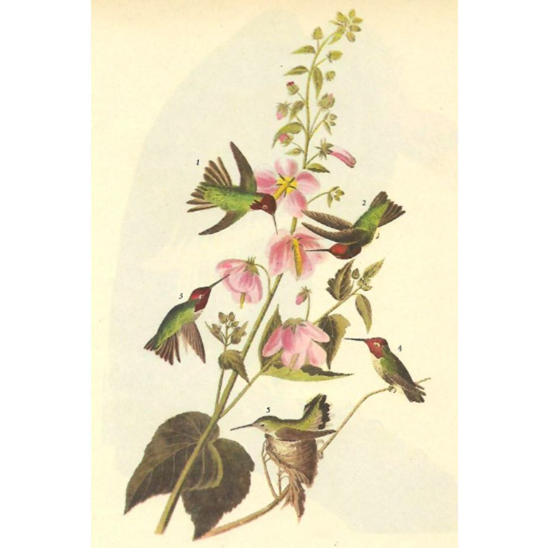 c1946 Audubon Print, #425 Anna's Hummingbird: John James Audubon, book plate print, # 425 Anna's Hummingbird, taken from a 1946 edition of "The Birds Of America." 8 1/2" X 11". Comes with 11" X 14" mat.