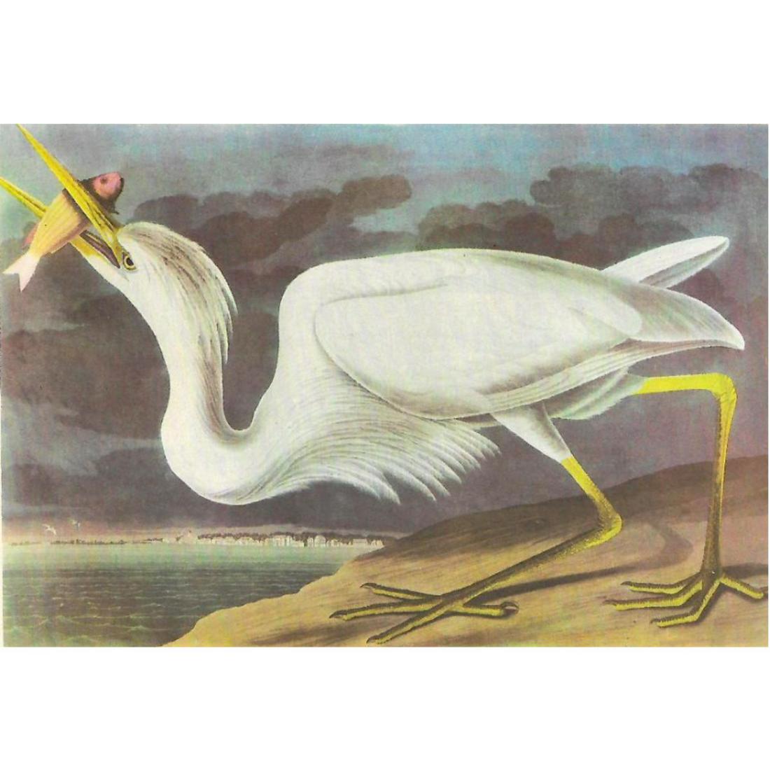 c1946 Audubon Print, #281 Great White Heron: John James Audubon, book plate print, #281 Great White Heron, taken from a 1946 edition of "The Birds Of America". 8 1/2" X 11 1/2". Comes with 11" X 14" mat for framing.