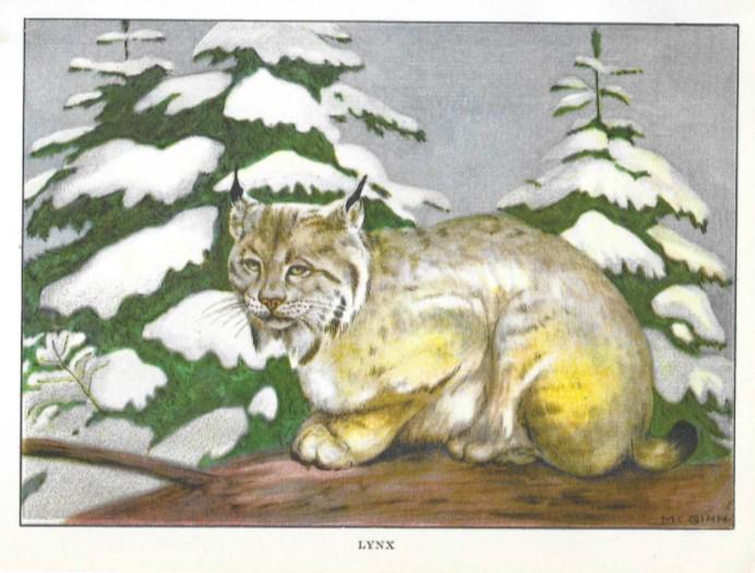 1920's Lynx Color Lithograph Print: Lynx, color lithograph print, from a 1926 edition of The Nature Library, Animals, by Ernest Thompson Seton, arranged by Robert M McCurdy for Doubleday, Doran & Company. Original artwork by McGinn. 5"