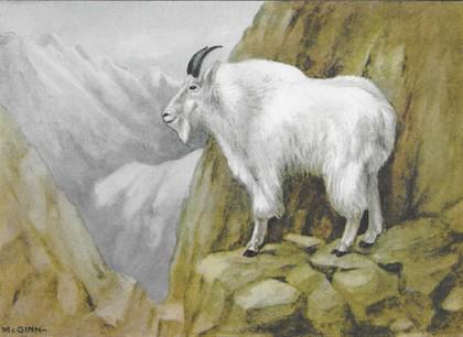1920's Mountain Goat Color Lithograph Print: Mountain Goat, color lithograph from a 1926 edition of The Nature Library, Animals by Ernest Thompson Seton, arranged by Robert M McCurdy for Doubleday, Doran & Company. Original artwork by McGinn. 5"