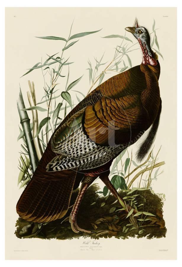 c1946 Audubon Print, #6 Wild Turkey: John James Audubon, book plate print, #Wild Turkey, taken from a 1946 edition of "The Birds Of America". 8 1/2" X 11 1/2". Comes with 11" X 14" mat for framing.
