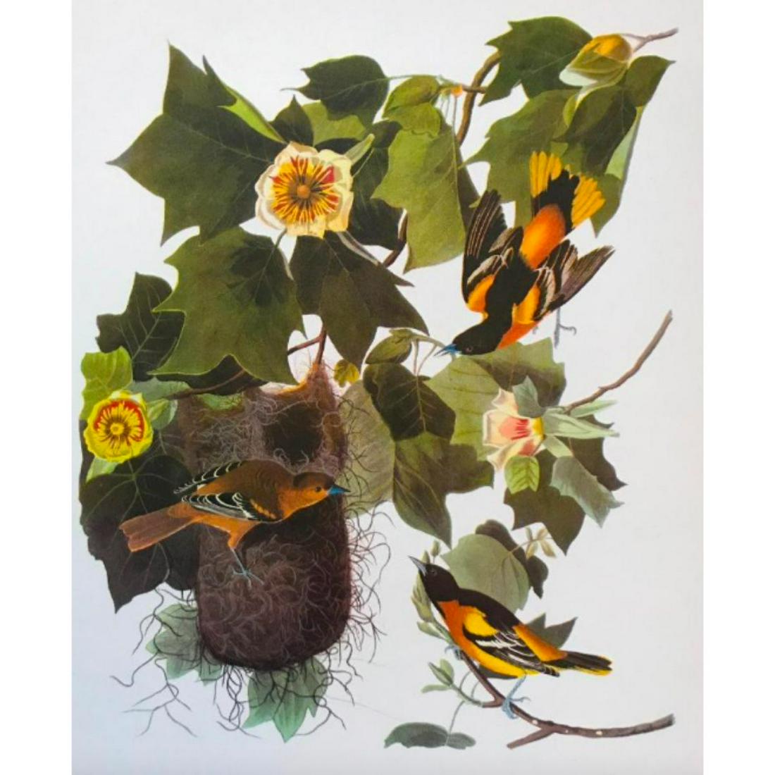 c1950 Audubon Print, Baltimore Oriole: Vintage c1950 print, from the collection, "Audubon - Fifty Selections with commentaries by Roger Tory Peterson". Baltimore Oriole. 9" X 12". Comes with mat board.