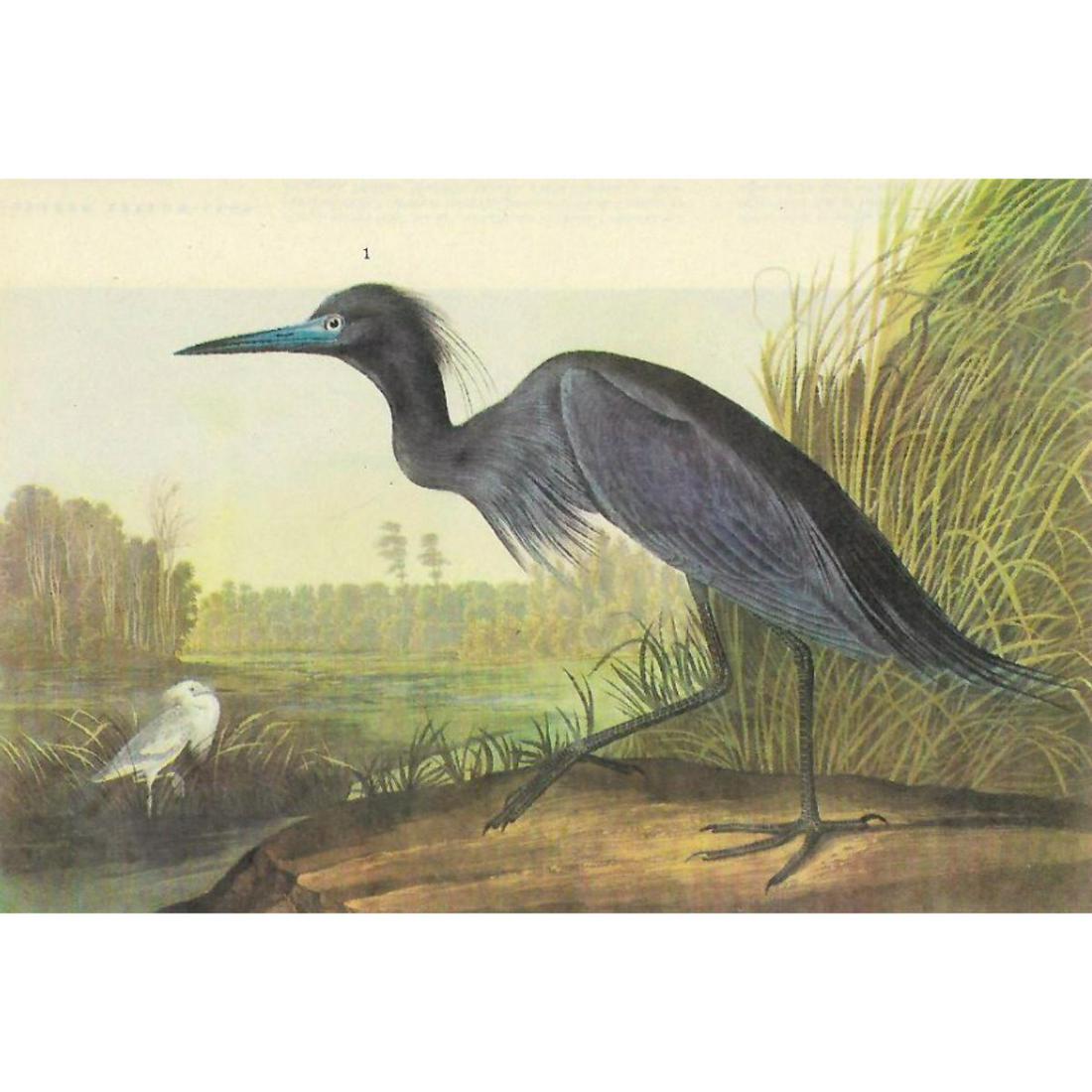 c1946 Audubon Print, #307 Little Blue Heron: John James Audubon, book plate print, # 307 Little Blue Heron, taken from a 1946 edition of "The Birds Of America." 8 1/2" X 11". Comes with 11" X 14" mat.