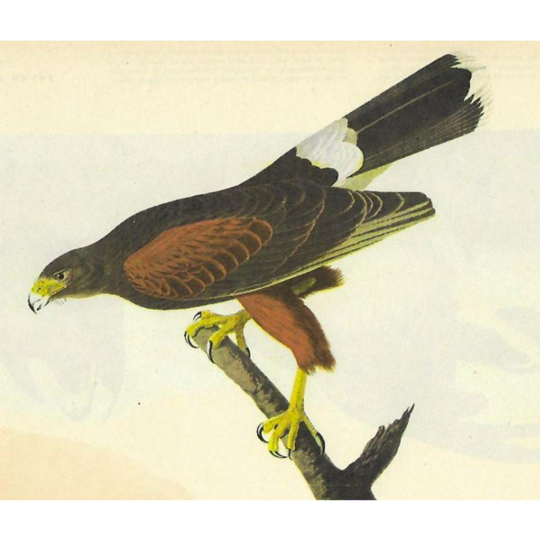 c1946 Audubon Print, #392 Harris's Hawk: John James Audubon, book plate print, #392 Harris's Hawk, taken from a 1946 edition of "The Birds Of America". 8 1/2" X 11 1/2". Comes with 11" X 14" mat for framing.