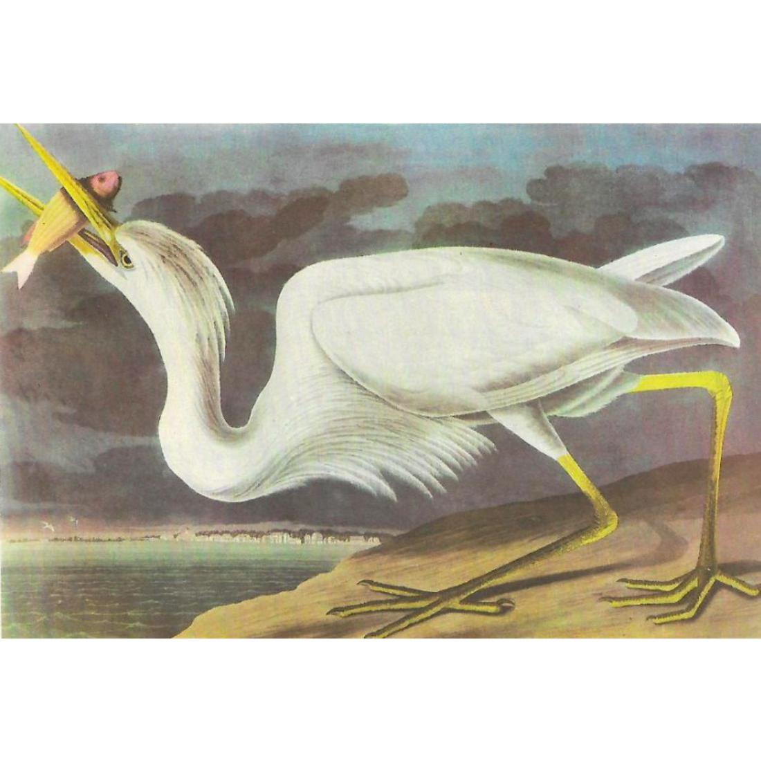 c1946 Audubon Print, #281 Great White Heron: John James Audubon, book plate print, #281 Great White Heron, taken from a 1946 edition of "The Birds Of America". 8 1/2" X 11 1/2". Comes with 11" X 14" mat for framing.
