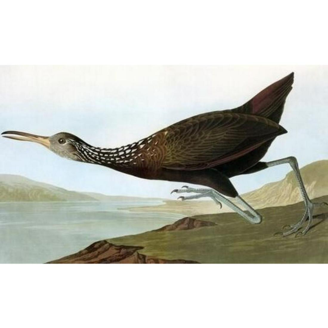 c1946 Audubon Print, #377 Limpkin: John James Audubon, book plate print, #377 Limpkin, taken from a 1946 edition of "The Birds Of America". 8 1/2" X 11 1/2". Comes with 11" X 14" mat.