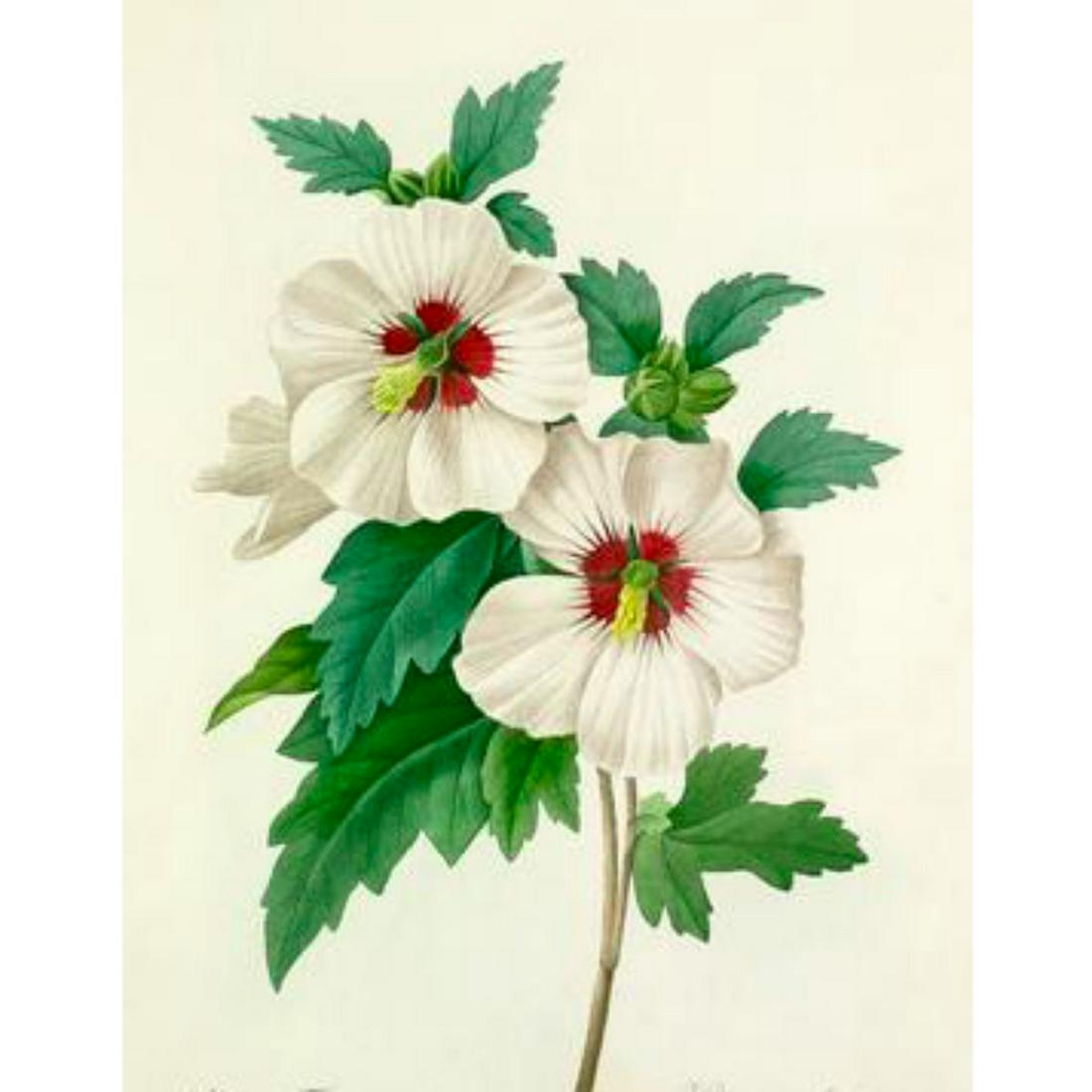 After Pierre-Jospeh Redoute, Floral Print, #54 Althea: Modern print, after Pierre-Joseph Redoute ( French 1759-1840 ) Original Redoute stipple engravings with hand-coloring bring thousands of dollars per print. This modern re-print was created in the 1980