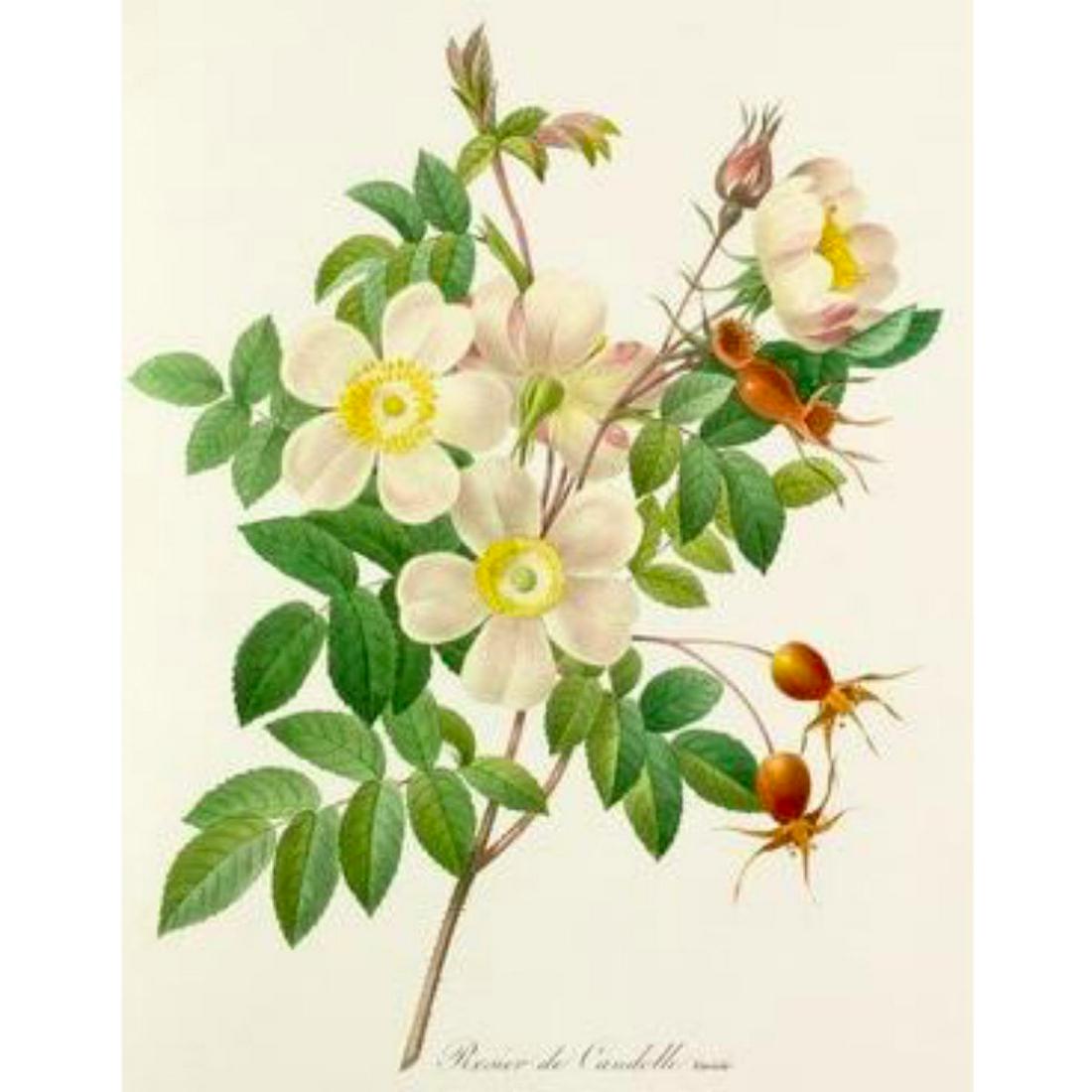 After Pierre-Jospeh Redoute, Floral Print, #130 Rosier: Modern print, after Pierre-Joseph Redoute ( French 1759-1840 ) Original Redoute stipple engravings with hand-coloring bring thousands of dollars per print. This modern re-print was created in the 1980