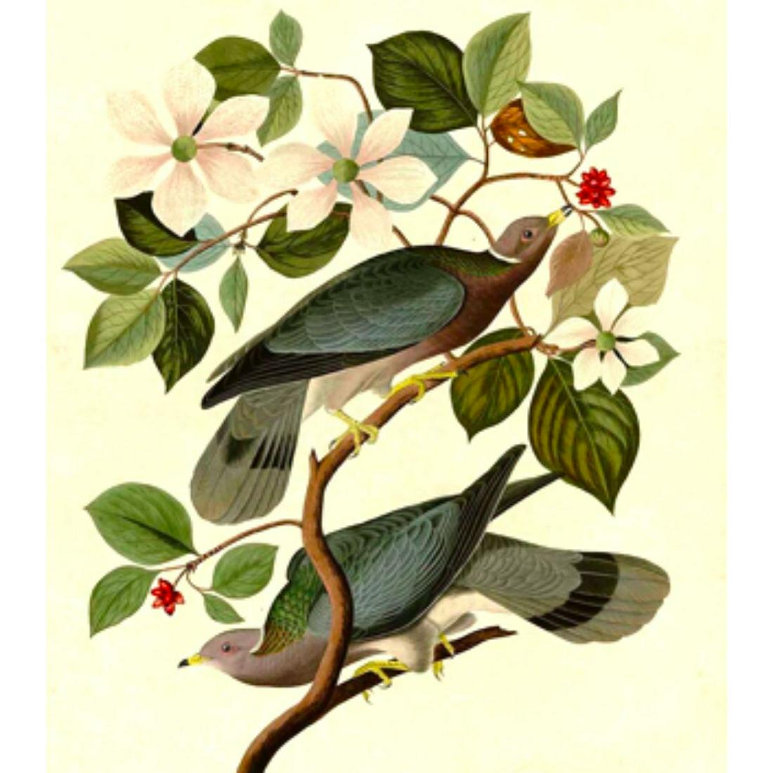 c1946 Audubon Print, #367 Band-Tailed Pigeon: John James Audubon, book plate print, # 367 Band-Tailed Pigeon, taken from a 1946 edition of "The Birds Of America". 8 1/2" X 11 1/2". Comes with 11" X 14" mat.