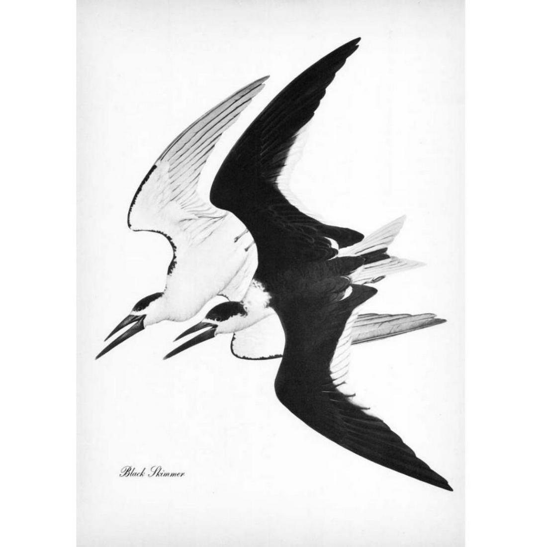 1950 Menaboni Black & White Print, Black Skimmer Bird: Vintage black & white book plate print, taken from â€œ 1950 Menaboniâ€™s Birds” by Athos Menaboni ( Italy, Georgia 1895 - 1990 ). Black White Skimmer. 9”x12”. Comes with 11"