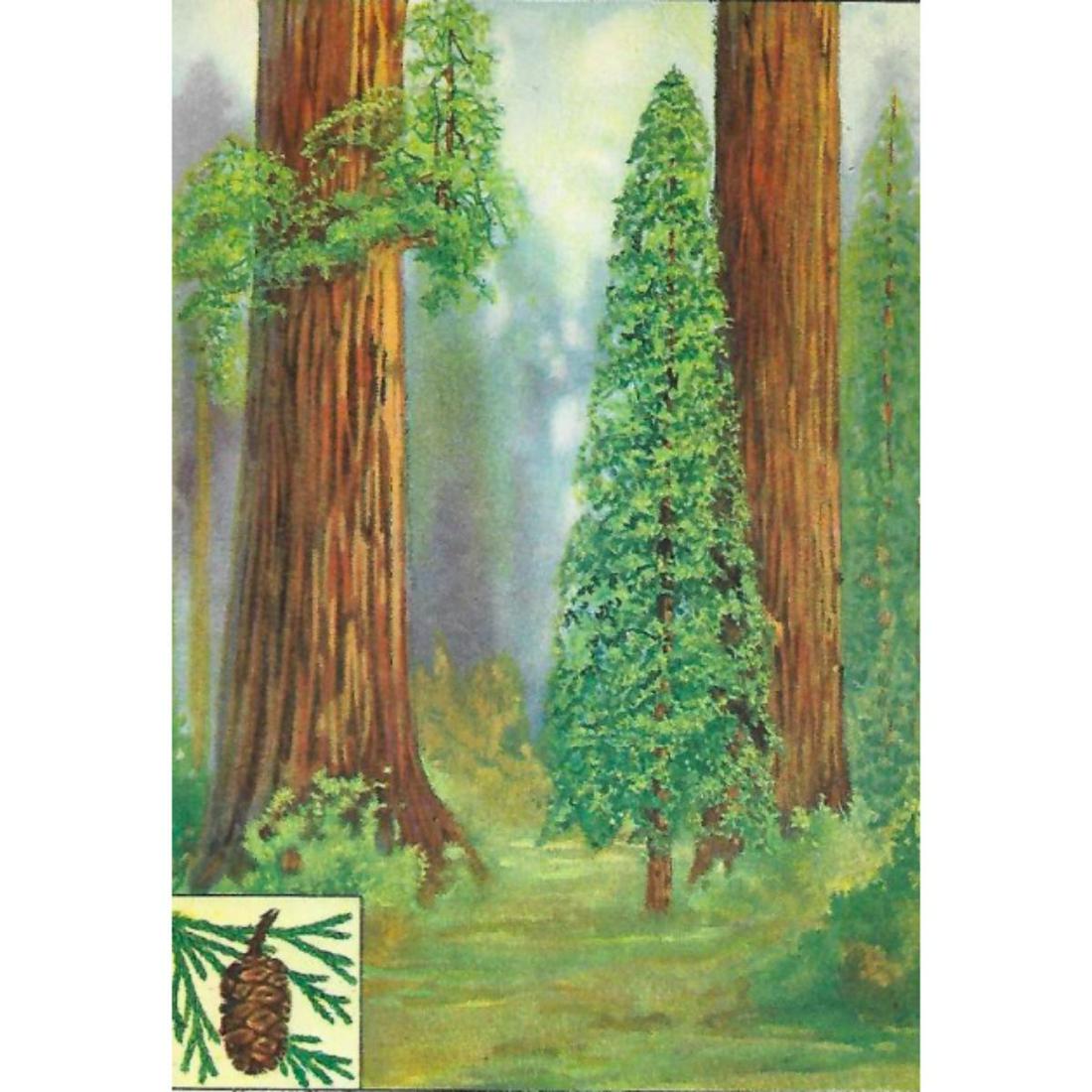 1920's Redwood Color Lithograph Print: Redwood color lithograph print, from a 1926 edition of The Nature Library, Trees by Julia Ellen Rogers. 5" X 8".