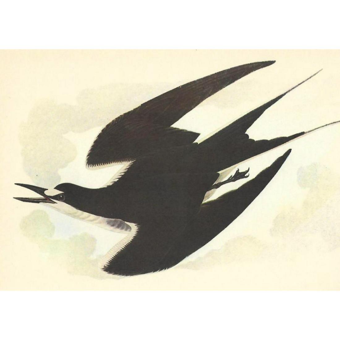 c1950 Audubon Print, Sooty Tern: c1950 Audubon print, Sooty Tern - vintage print, from the collection, " Audubon - Fifty Selections With Commentaries by Roger Tory Peterson". 9" X 12" print size. Comes with 11" X 14" mat board.