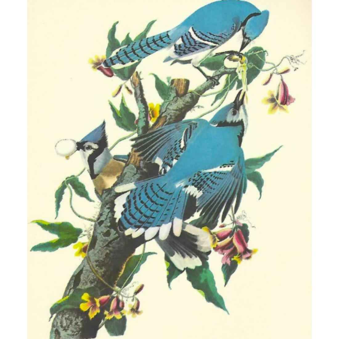 c1950 Audubon Print, Blue Jay: c1950 Audubon print, Blue Jay - vintage print, from the collection, " Audubon - Fifty Selections With Commentaries by Roger Tory Peterson". 9" X 12" print size. Comes with 11" X 14" mat board.