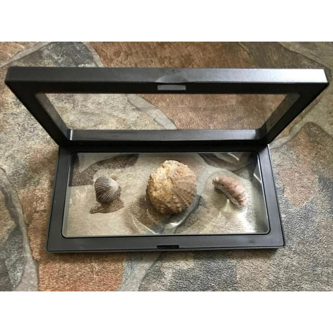Group of Prehistoric Fossils Specimens Display: Prehistoric fossils, specimens in display case. Group includes; Fossil Horn Coral & Fossil Sea Urchin from Morocco and a Brachiopod Fossil from the White Nile River. 7/8" - 1 3/4" size specimens. 3 1/